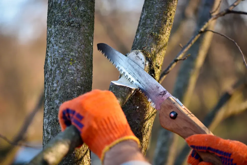 Élagage arbre à Vitrolles
