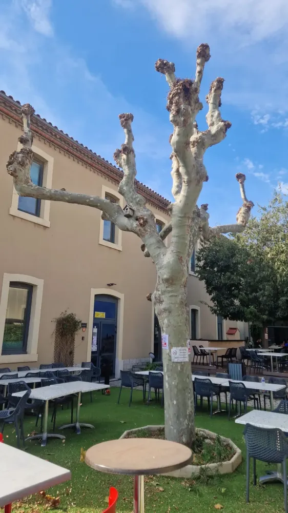 avant après élagage platane marseille (2)