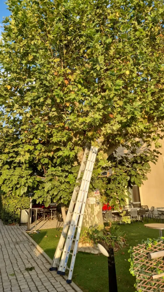 avant après élagage platane marseille (3)