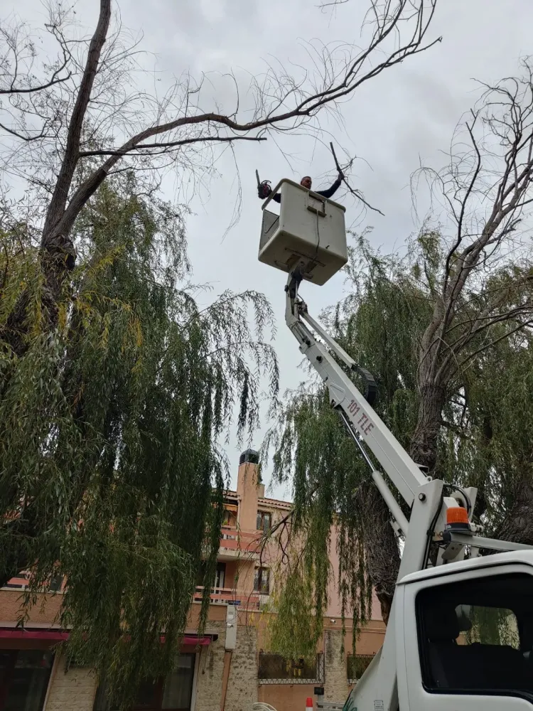 abattage arbre vitrolles
